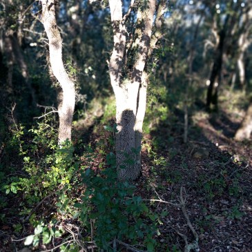 new year resolutions