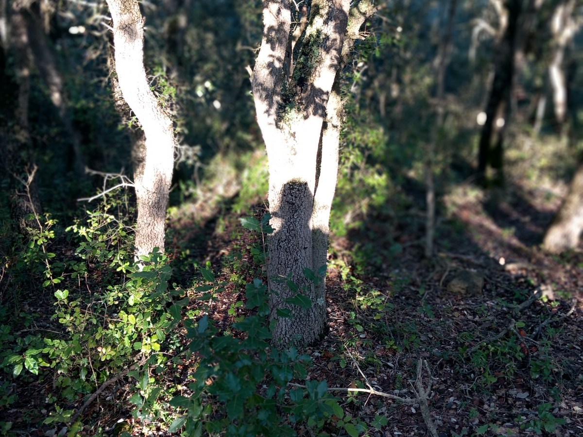 New year’s resolutions