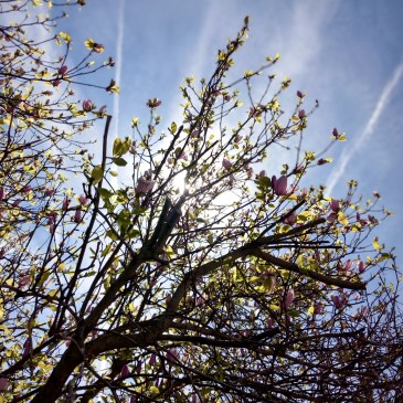 seeking spring