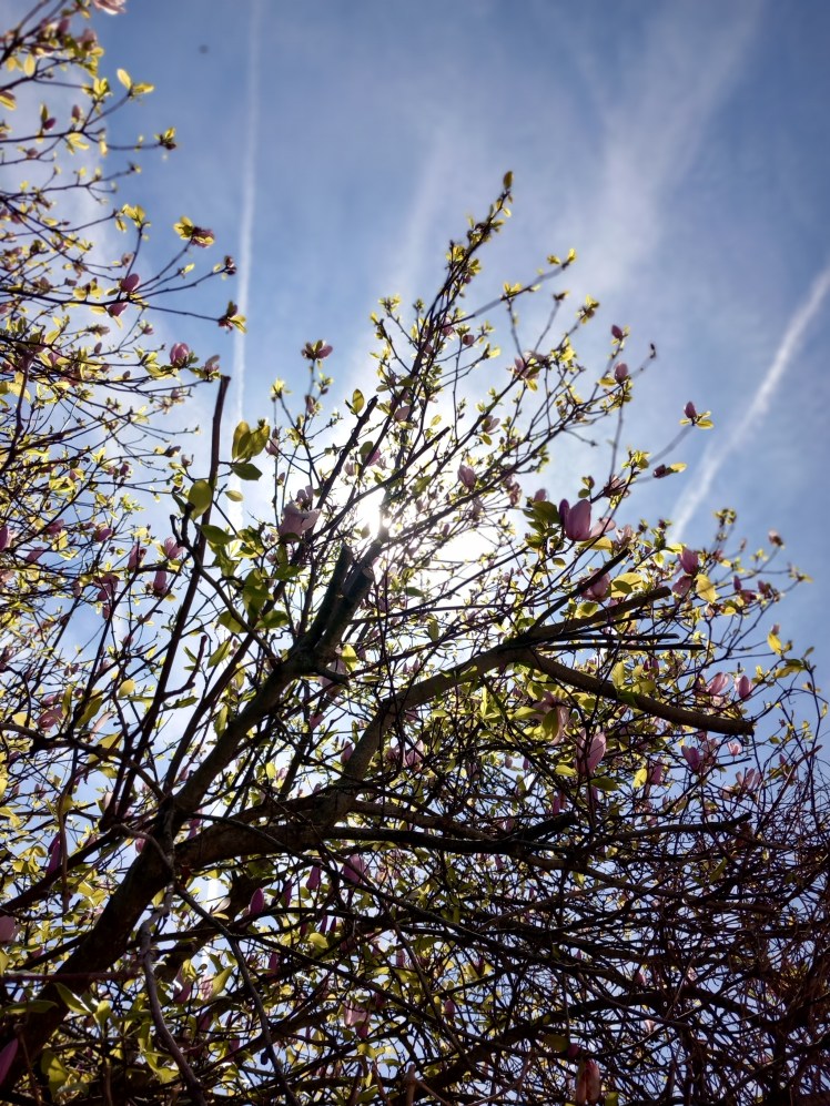 seeking spring